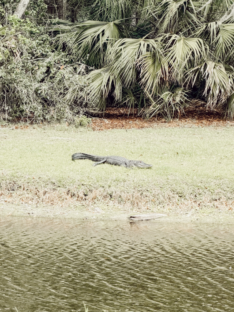Gator