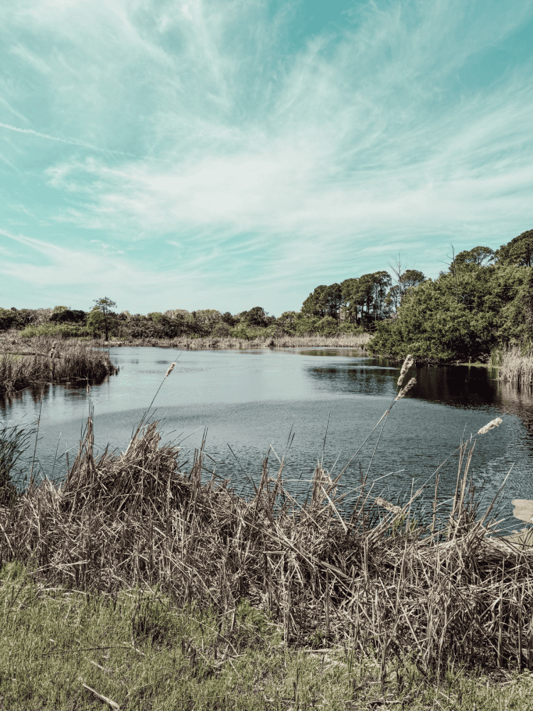 Ibis Pond