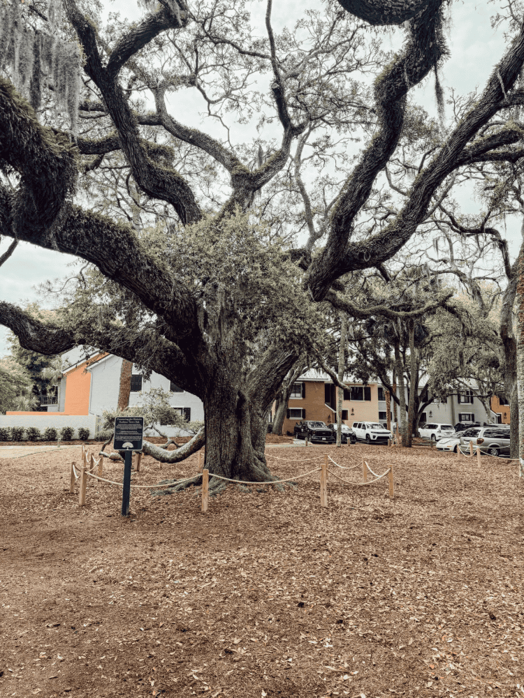 Old Oak Tree