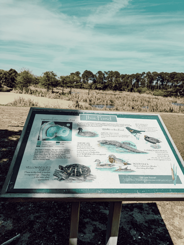 Pickeney Island Birds
