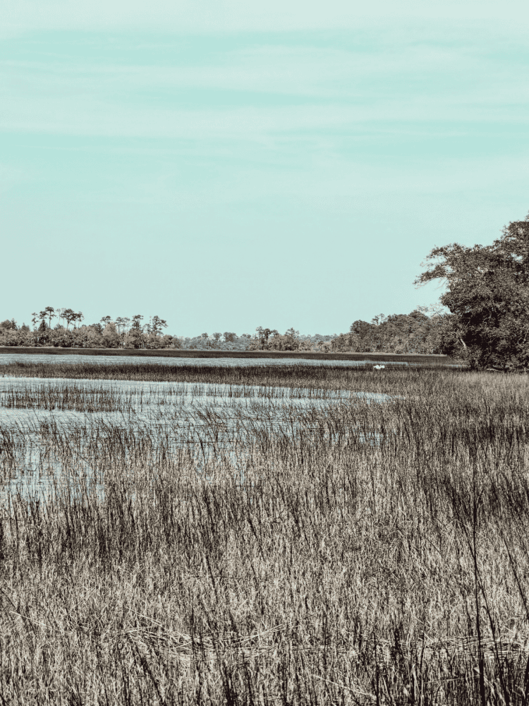 Pickeney Island Marsh Views