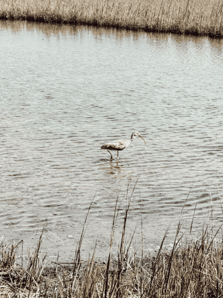 Pinckney Island Bird