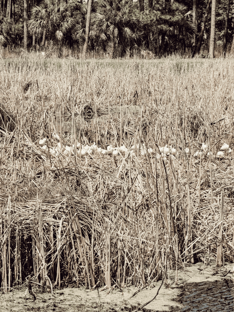 Pinckney Island Hike