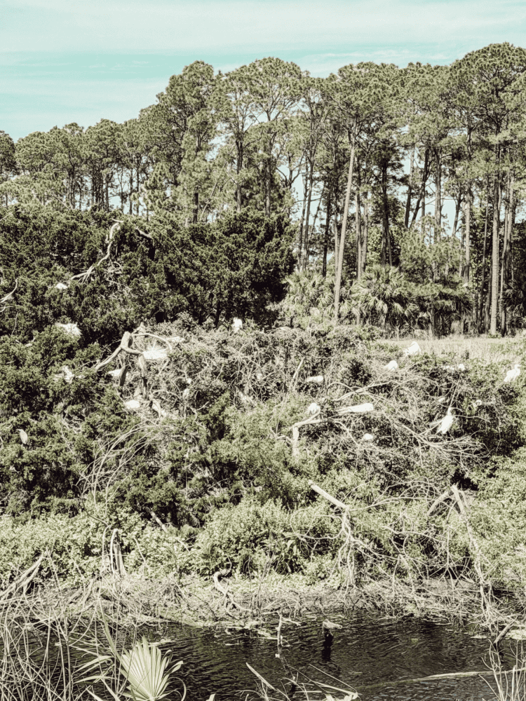 Pinckney Island Wildlife