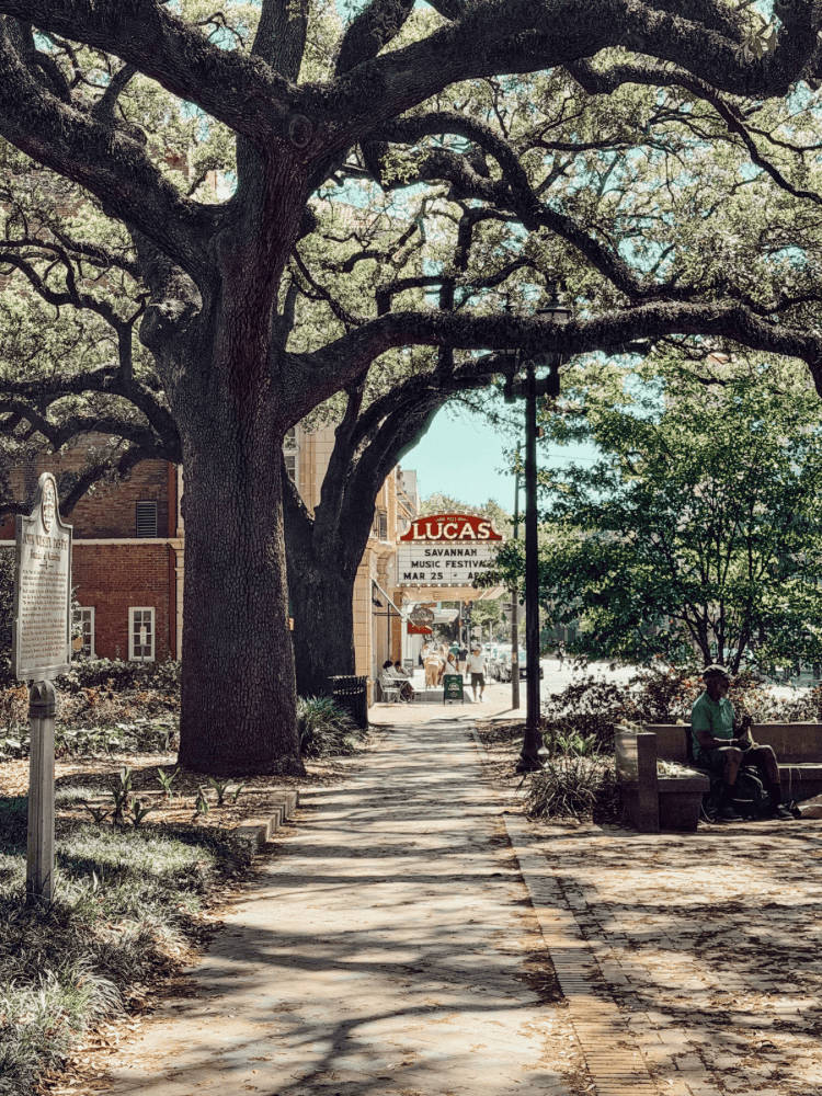 Spanish Moss Trees