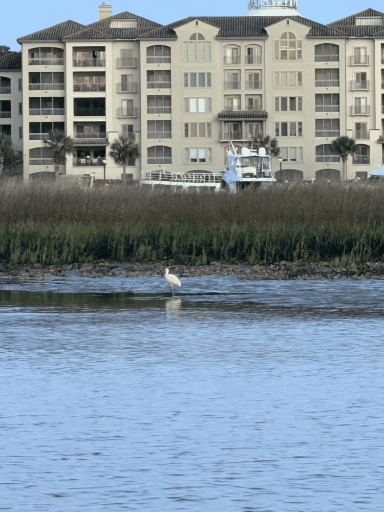 Rosette Spoonbill