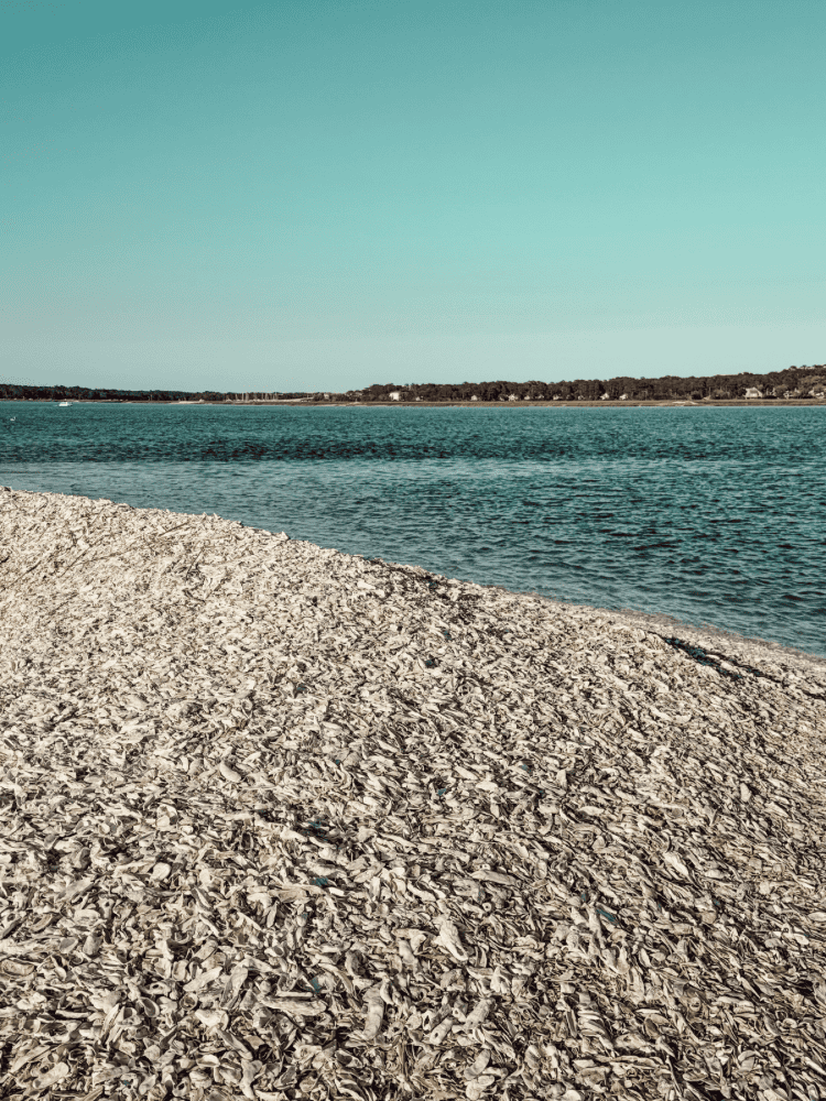 Shell Island View