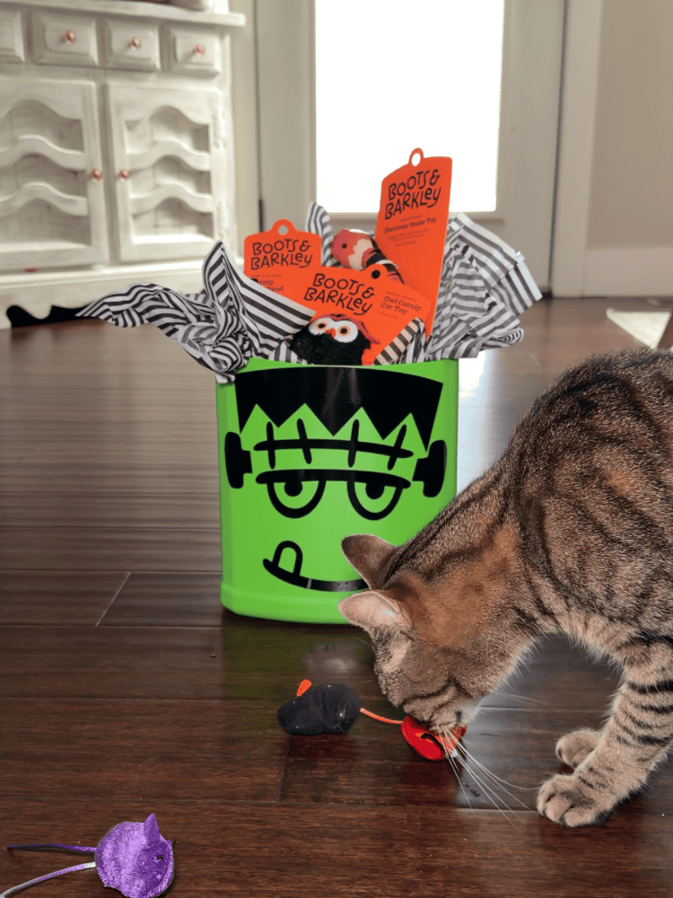 Playing With Cat Toys