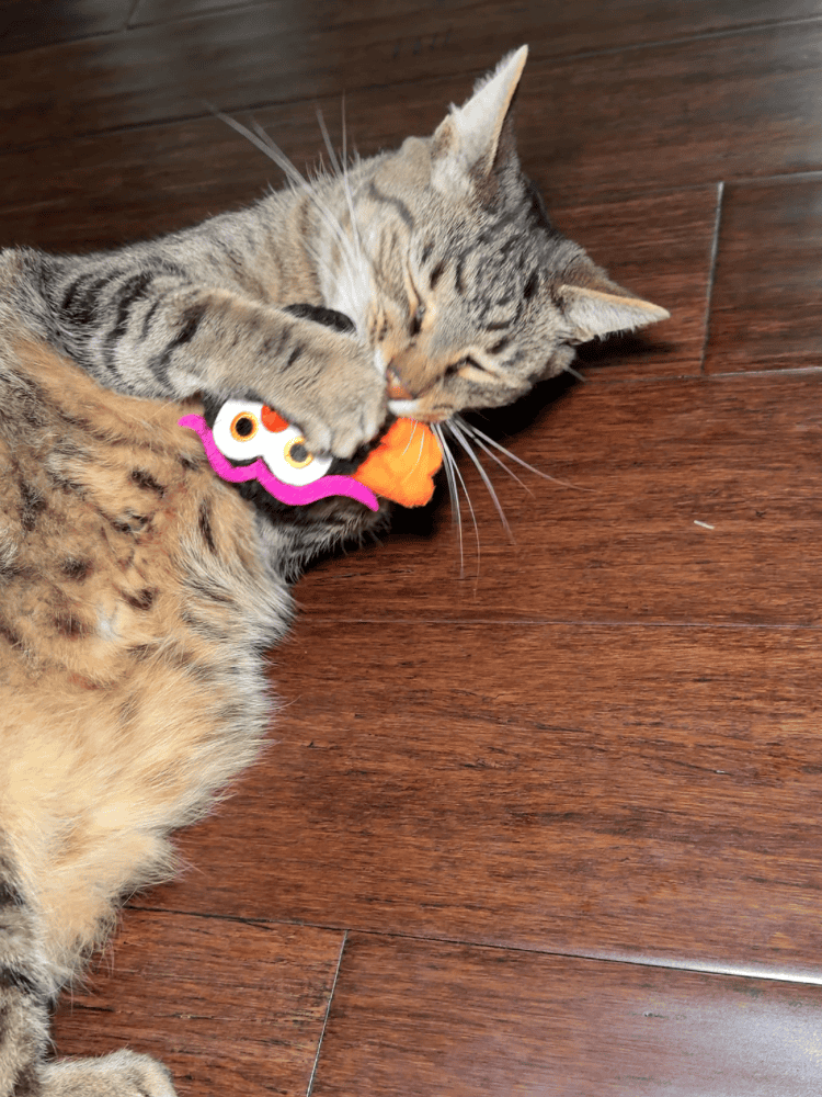 Toby Playing With Cat Toy